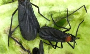 Franskraal se Vliegplaag